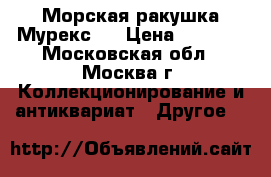 Морская ракушка Мурекс   › Цена ­ 1 500 - Московская обл., Москва г. Коллекционирование и антиквариат » Другое   